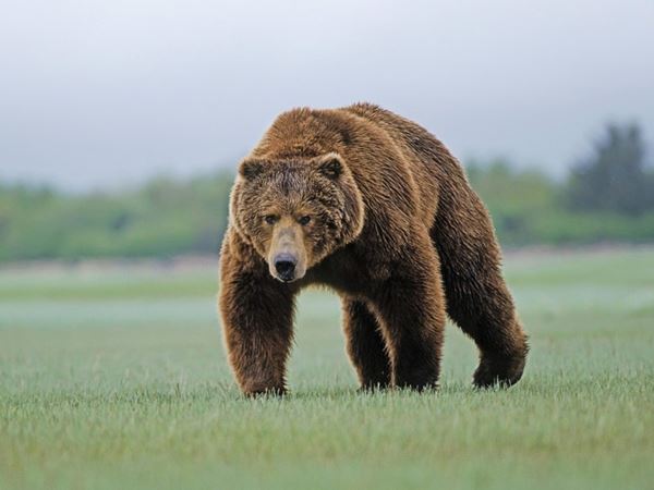 Mơ thấy con gấu đánh con đề nào xác suất trúng cao nhất?