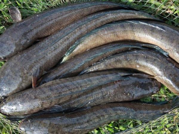 Luận giải giấc mơ thấy cá lóc là điềm gì, số gì vượng khí?