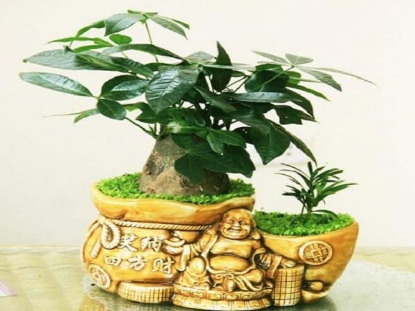 Giải mã chi tiết các giấc mơ thấy cây cảnh