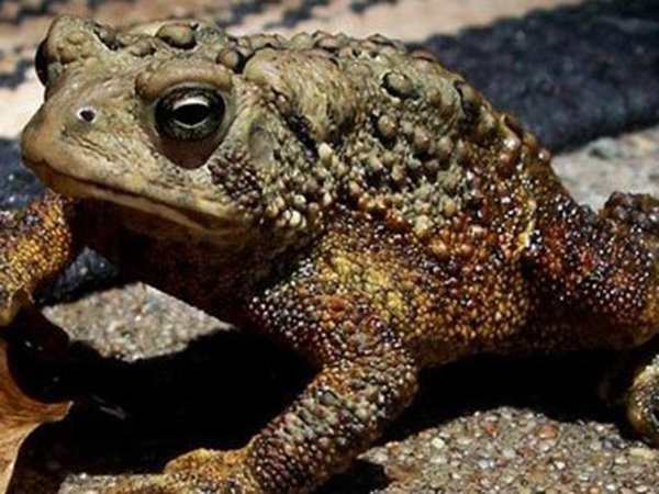 Nằm mơ thấy con cóc là điềm gì, số gì xác suất trúng cao?